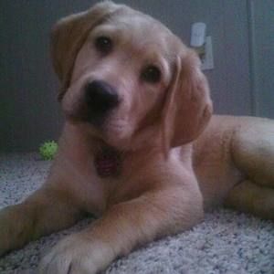 Meet your Posher, Ben